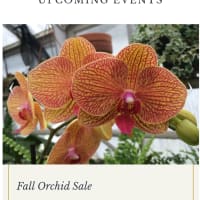 Fall Orchid Sale @ Lyman Estate Greenhouses thumbnail