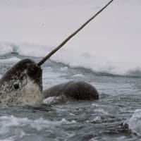 NEW Exhibition: Narwhal: Revealing an Arctic Legend thumbnail