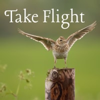 Take Flight thumbnail