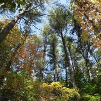 Fall Tree Identification thumbnail