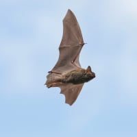 Bats and Bones thumbnail