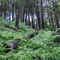 Hemlock Hill Up Close thumbnail