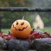 Pumpkins and Pints: Flocktober thumbnail