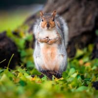 Nuts About Squirrels thumbnail