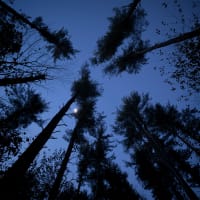 The Nature of Oaks thumbnail