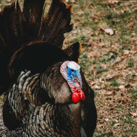 Turkey Time! thumbnail