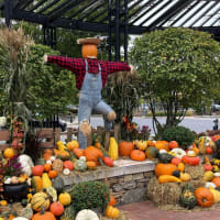 Halloween Time at Linden Square Wellesley thumbnail