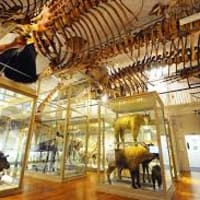 Free Museum Admission on Indigenous Peoples’ Day thumbnail