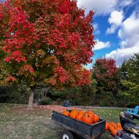 Pumpkins, Pumpkins, Pumpkins! thumbnail