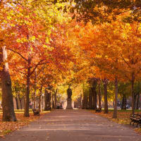 Better Composition: Photo Walk (Boston Common) with Boston Photography Workshops  thumbnail