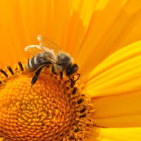 Gardening for Pollinators thumbnail