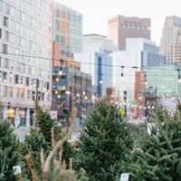 The Tree Market thumbnail