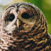 Give a Hoot About Owls thumbnail