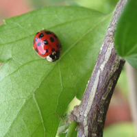 Insects in Winter thumbnail
