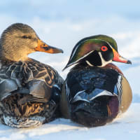 Winter Ducks - Leverett to Jamaica Pond Loop thumbnail