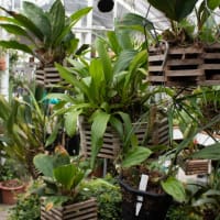 Virtual Program - Houseplants 101 thumbnail