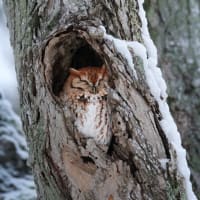 Winter Animal Homes thumbnail