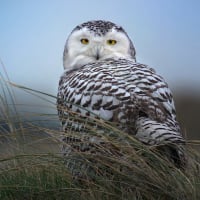 Winter Wildlife Cruise thumbnail