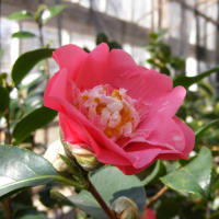 Camellia Days @ The Lyman Estate Greenhouses  thumbnail