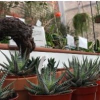 Houseplant and Begonia Sale @ The Lyman Estate Greenhouses thumbnail