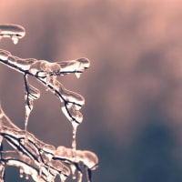 Sensory-Friendly Walk and Learn: Nature's Winter Designs thumbnail