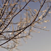 Family Walk and Learn: Nature's Winter Designs thumbnail
