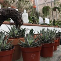 Houseplant and Begonia Sale thumbnail