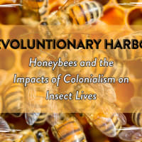 Revolutionary Harbor: Honeybees and the Impacts of Colonialism on Insects thumbnail