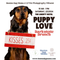 Puppy Love Barkuterie Brunch with Boston Dog Moms & LP Pet Photography thumbnail