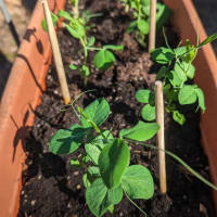 Growing Food At Home (Adults With Hobbies) thumbnail
