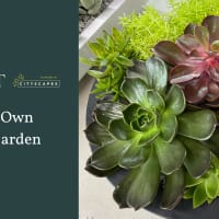 Succulent Garden Workshop at Sprout thumbnail