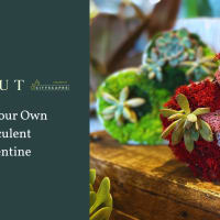 Make Your Own Succulent Valentine at Sprout thumbnail
