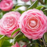 Camellia Days at Lyman Estate Greenhouses thumbnail