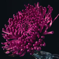 Macro Photography with Boston Photography Workshops thumbnail