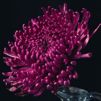 Macro Photography with Boston Photography Workshops thumbnail