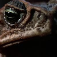 Forest of Changing Shapes Film Series: Frogs thumbnail