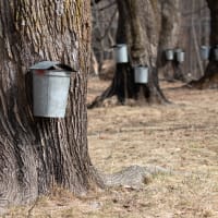 Maple Sugaring thumbnail