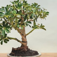 Bonsai Workshop at Old Planters Brewery thumbnail