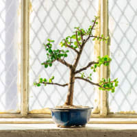 Bonsai Workshop at Break Rock Brewing thumbnail