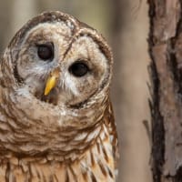 FREE! Morning with the Raptors at Cider Hill Farm thumbnail