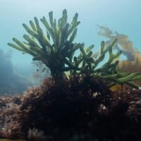 Revolutionary Harbor Lectures: Seaweeds of Boston Harbor and Beyond thumbnail
