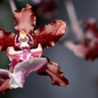 Bring the tropics home at Franklin Park Zoo’s Orchid Sale! thumbnail