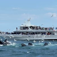 Whale Watch with 7 Seas and the Peabody Essex Museum thumbnail