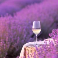 Provence wine dinner thumbnail