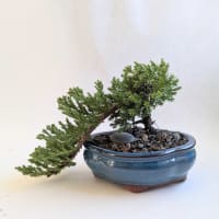 Bonsai 101 thumbnail