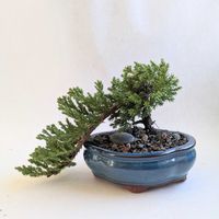 Bonsai 101(Burlington) thumbnail