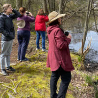 May Bird Walk at Gore Place thumbnail