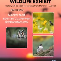 Wildlife Art Exhibit @ EventThem Studios thumbnail