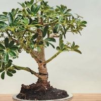 Bonsai Workshop at Lord Hobo Brewing Co. - Woburn thumbnail
