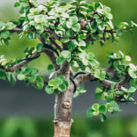 Bonsai Workshop at Granite Coast Brewing Company thumbnail